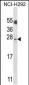 APG10L Antibody (C-term S116)